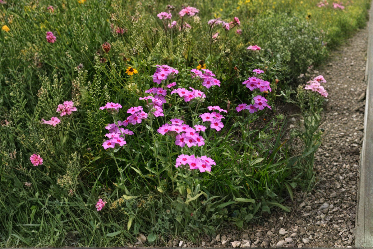 Annual Phlox Seeds – Phlox drummondii, Mixed Bright Blooms, Easy to Grow, Pollinator-Friendly, 100 Seeds