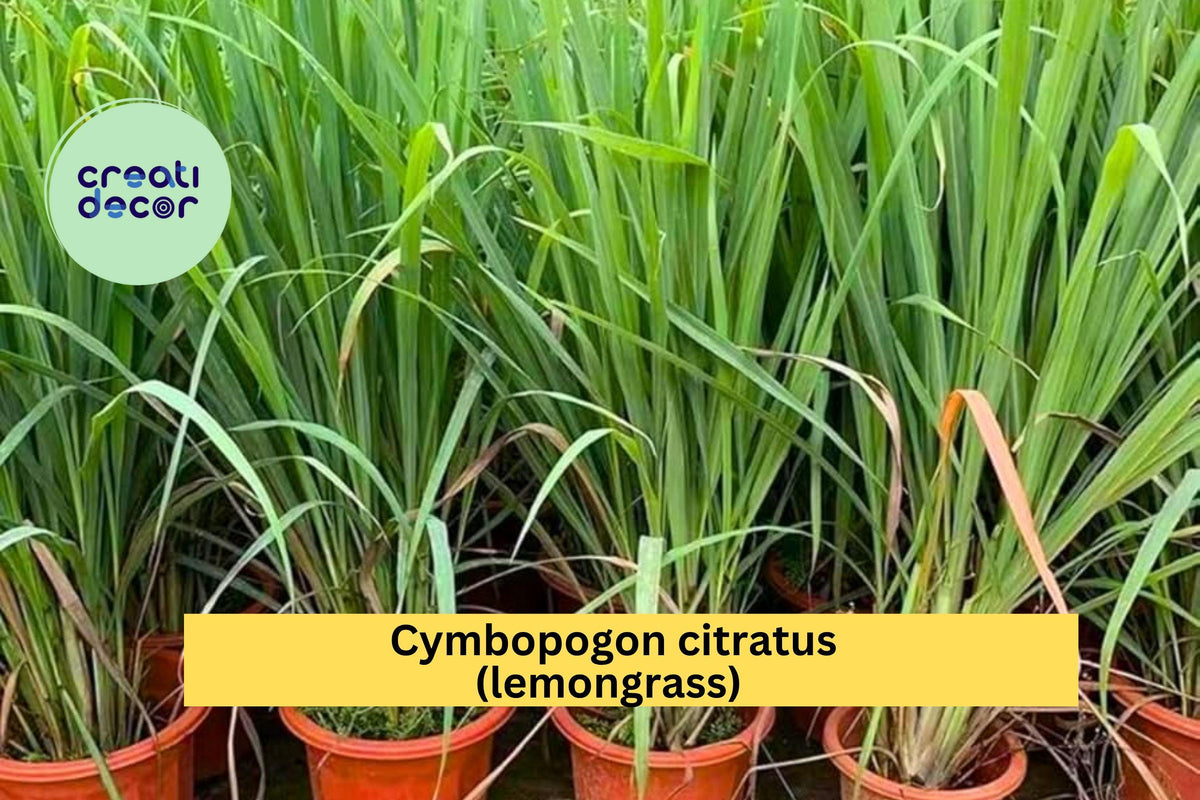 Lemongrass Live Plants – 3 Fully Rooted Stalks Cymbopogon citratus Tropical Herb for Garden or Pots
