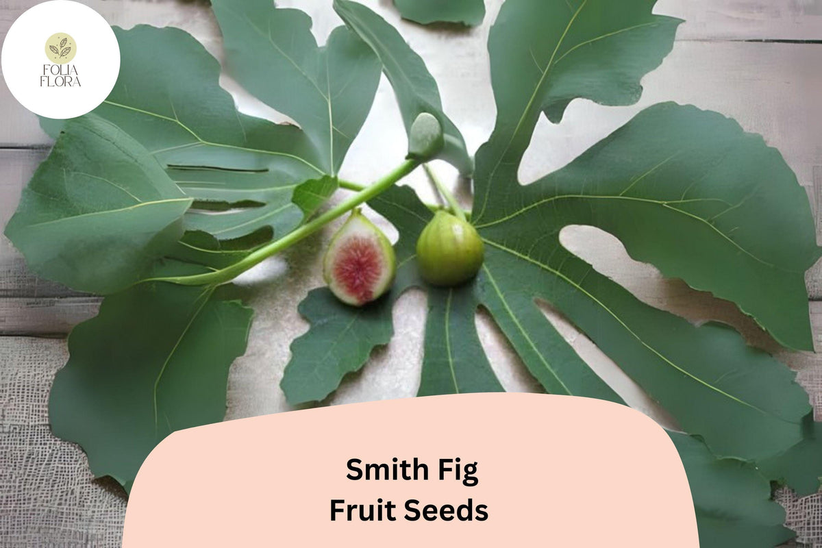 100+ Smith Fig Seeds – Heirloom Ficus carica for Garden & Container Growing, Juicy Red Flesh, Self-Pollinating, Disease-Resistant