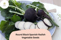 Round Black Spanish Radish Seeds – Heirloom Winter Radish, Non-GMO, Raphanus sativus var. niger
