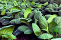 Pak Choi Seeds - Green Stem, Shanghai Variety, Non-GMO Brassica rapa subsp. chinensis for Home Gardening