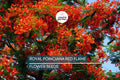 Royal Poinciana Seeds – Delonix regia, Flame Tree, Tropical Ornamental Flowering Tree, Fast-Growing Scarlet-Orange Bloom Seeds