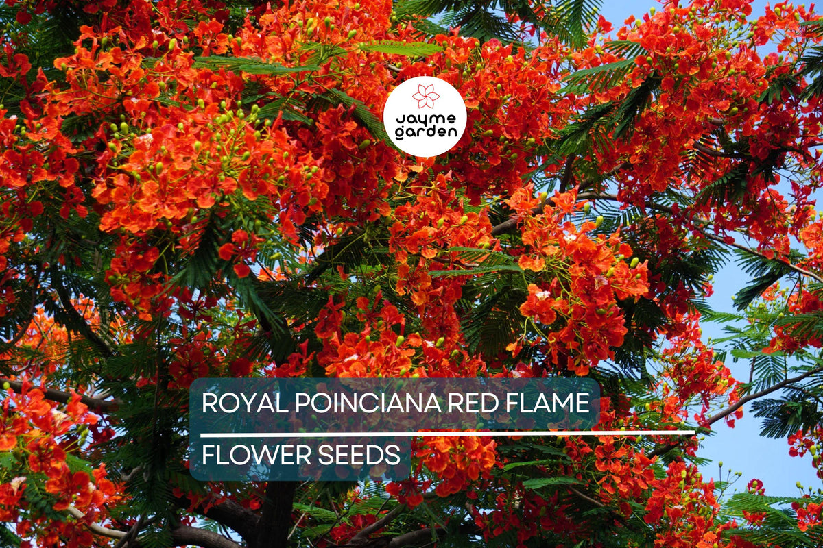 Royal Poinciana Seeds – Delonix regia, Flame Tree, Tropical Ornamental Flowering Tree, Fast-Growing Scarlet-Orange Bloom Seeds