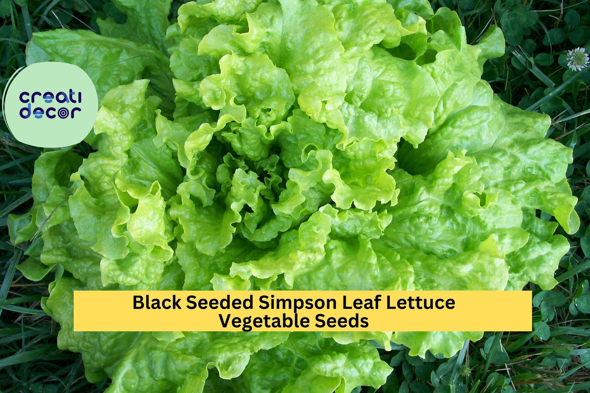 Black Seeded Simpson Lettuce Seeds – 3 Pack, Heirloom, Fast-Growing, Bright Green, Lactuca sativa