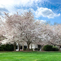 Live Yoshino Cherry Tree Bareroot 1-2ft Pink White Blossoms Prunus x yedoensis Ornamental Tree