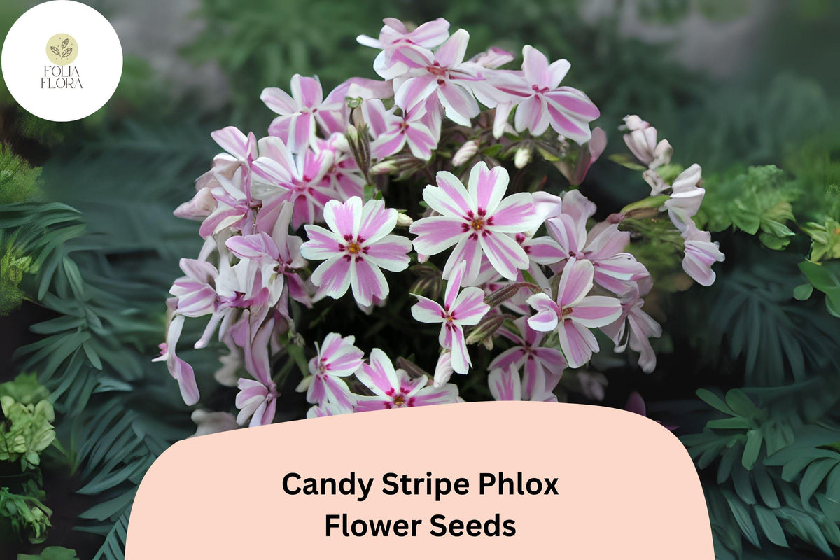 Candy Stripe Phlox Seeds – Pink & White Ground Cover, Creeping Perennial, Phlox subulata, Bright Spring Blooms, Pollinator-Friendly