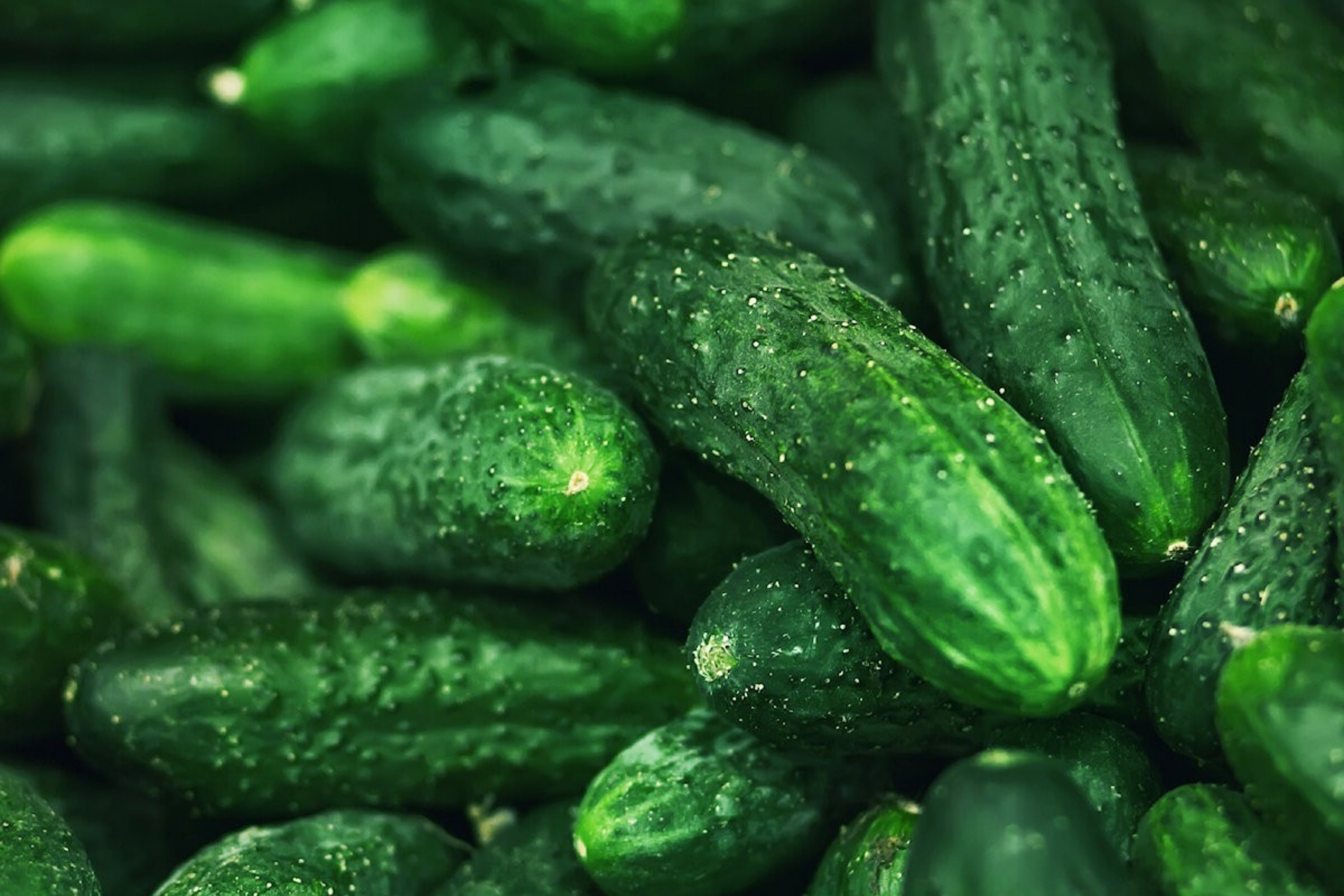 Spacemaster Cucumber Seeds | Organic Non-GMO Cucumis sativus | Compact Bush-Type, Salad & Pickling