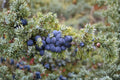 Juniperus communis Seeds – Evergreen Conifer Shrub, Aromatic Berries, Hardy Landscape Plant, 25 Seeds