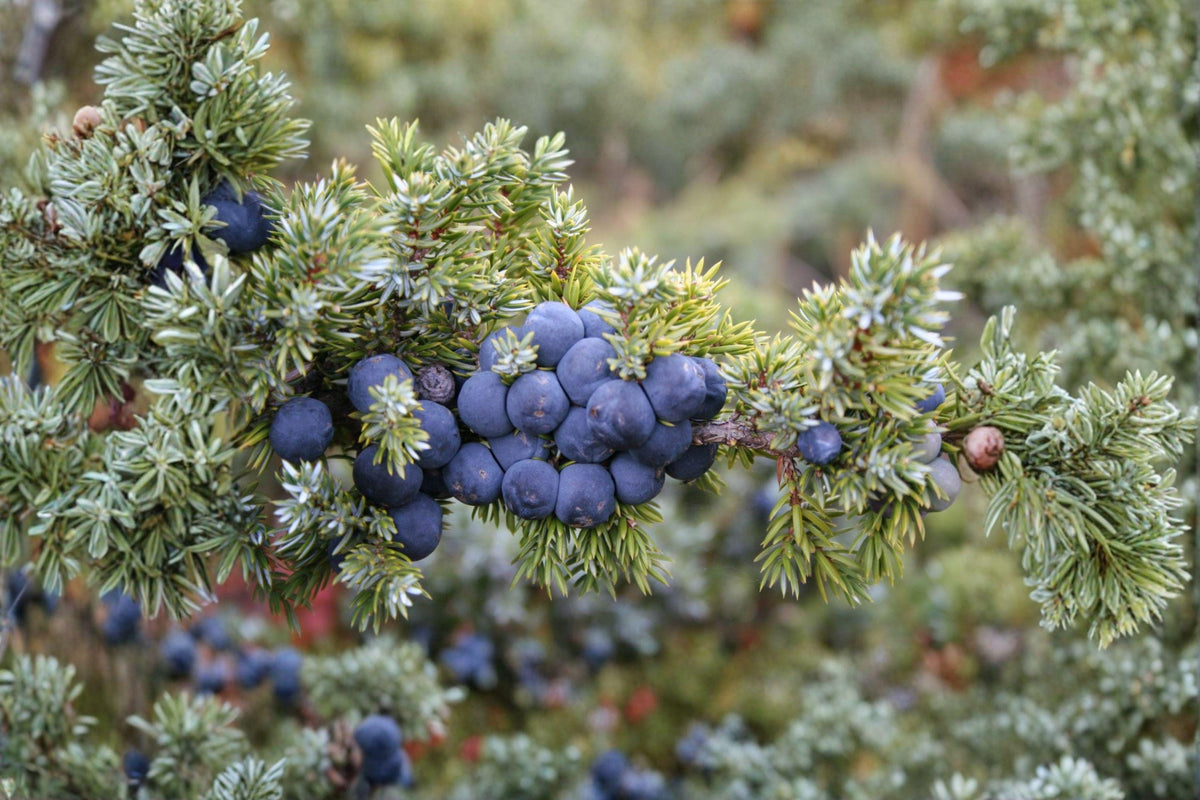 Juniperus communis Seeds – Evergreen Conifer Shrub, Aromatic Berries, Hardy Landscape Plant, 25 Seeds