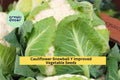 Cauliflower Seeds 3 Pack 500mg Snowball Y Improved Compact White Heads Brassica oleracea var. botrytis