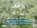Baby's Breath Seeds, Covent Garden White Gypsophila paniculata, Perennial, Drought Tolerant, White Flowers, Garden, Wedding