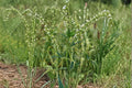 White Blossom Sweet Clover Seeds | Melilotus alba | Pollinator & Soil-Building Cover Crop | 100 Seeds