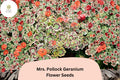 Mrs. Pollock Geranium Seeds | Pelargonium hortorum | Variegated Foliage & Red Blooms | Container & Garden Plant