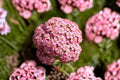 Pink Sweet Alyssum Seeds – Lobularia maritima – Dwarf Fragrant Border Flower – Pollinator-Friendly Annual for Gardens & Containers