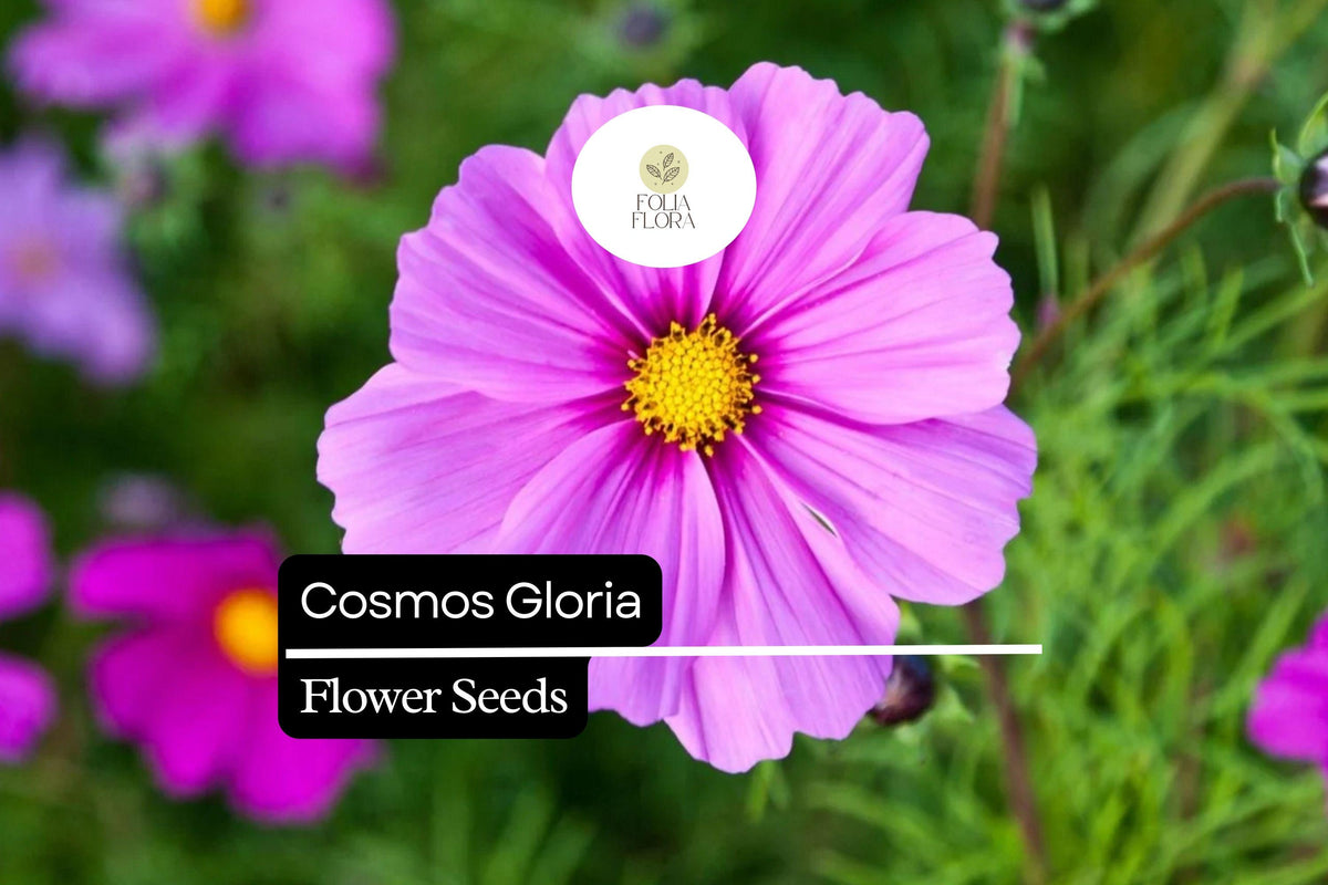 1000 Seeds Cosmos Gloria (Cosmos bipinnatus) – Bright Pink, Pollinator-Friendly, Easy-to-Grow Annual Flower Seeds