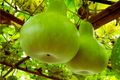 Bottle Gourd Seeds | Calabash Gourd | Non-GMO Lagenaria siceraria for Vertical Gardening