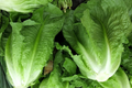 Romaine Lettuce Seeds | Parris Island & Manchester Varieties | NON-GMO Lactuca sativa Seed Packet