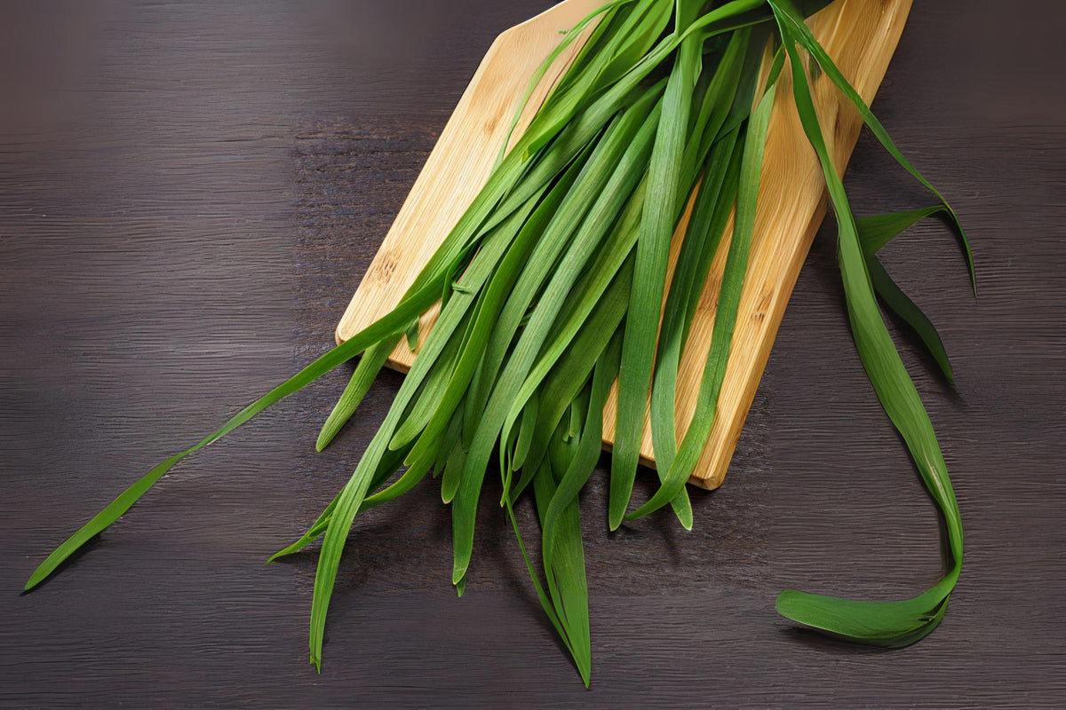 Garlic Chives Seeds – Heirloom Culinary Herb for Gardens & Containers – Allium tuberosum, 100 Seeds