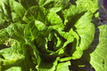 Napa Cabbage Seeds - Organic Non-GMO Kimchi Cabbage, Dàbáicài, Brassica rapa subsp. pekinensis, for Asian dishes and salads