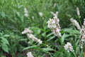 Pinkweed Seeds – Native Annual Wildflower for Pollinators – Persicaria pensylvanica, Summer Blooming, Moist Soil, 15 Pack