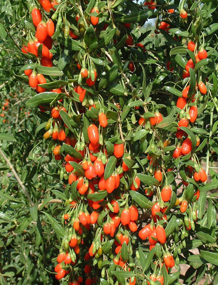 Live Goji Berry Plant – Lycium barbarum in 6” Pot, Mature Starter, Cold Hardy Superfruit Bush