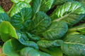 Green Tatsoi Seeds - Non-GMO Brassica Rapa Organic Vegetable Gardening, Compact Rosettes, Edible Greens