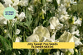 Jilly Sweet Pea Seeds – Creamy White Blooms for Trellises, Cottage Gardens & Cut Flowers – Lathyrus odoratus – 50+ Seeds