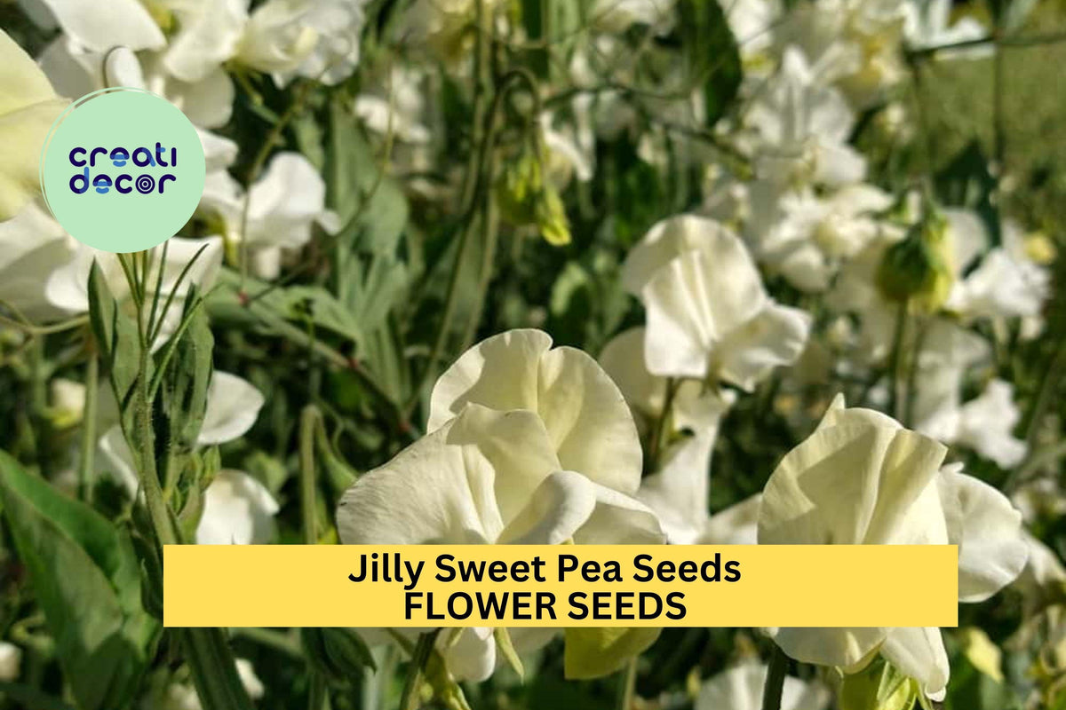 Jilly Sweet Pea Seeds – Creamy White Blooms for Trellises, Cottage Gardens & Cut Flowers – Lathyrus odoratus – 50+ Seeds
