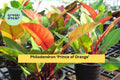 Philodendron ‘Prince of Orange’ – Live Indoor Tropical Houseplant with Vibrant Orange New Growth – Philodendron erubescens Hybrid