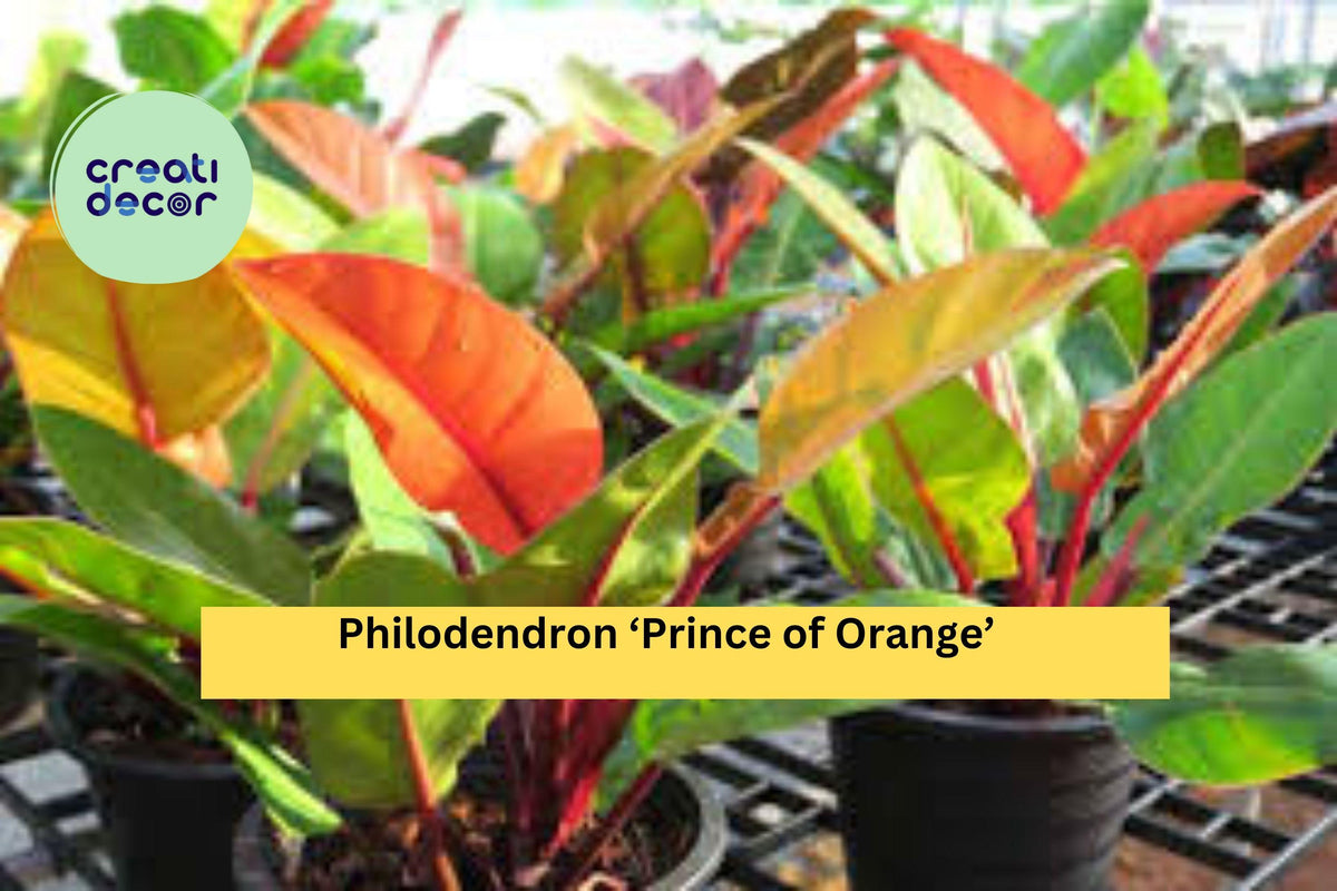 Philodendron ‘Prince of Orange’ – Live Indoor Tropical Houseplant with Vibrant Orange New Growth – Philodendron erubescens Hybrid