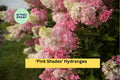 Pink Shades Hydrangea Live Rooted Starter Plant, Hydrangea macrophylla, Ornamental Shrub for Borders & Containers