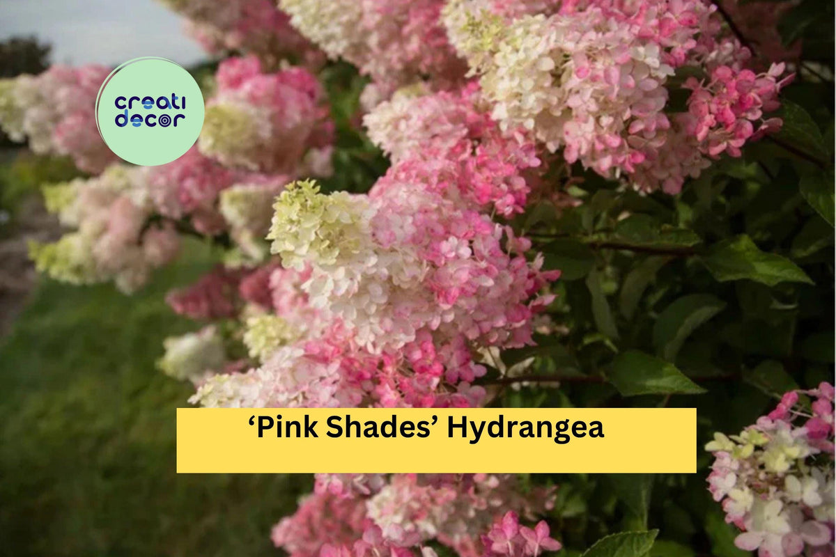 Pink Shades Hydrangea Live Rooted Starter Plant, Hydrangea macrophylla, Ornamental Shrub for Borders & Containers