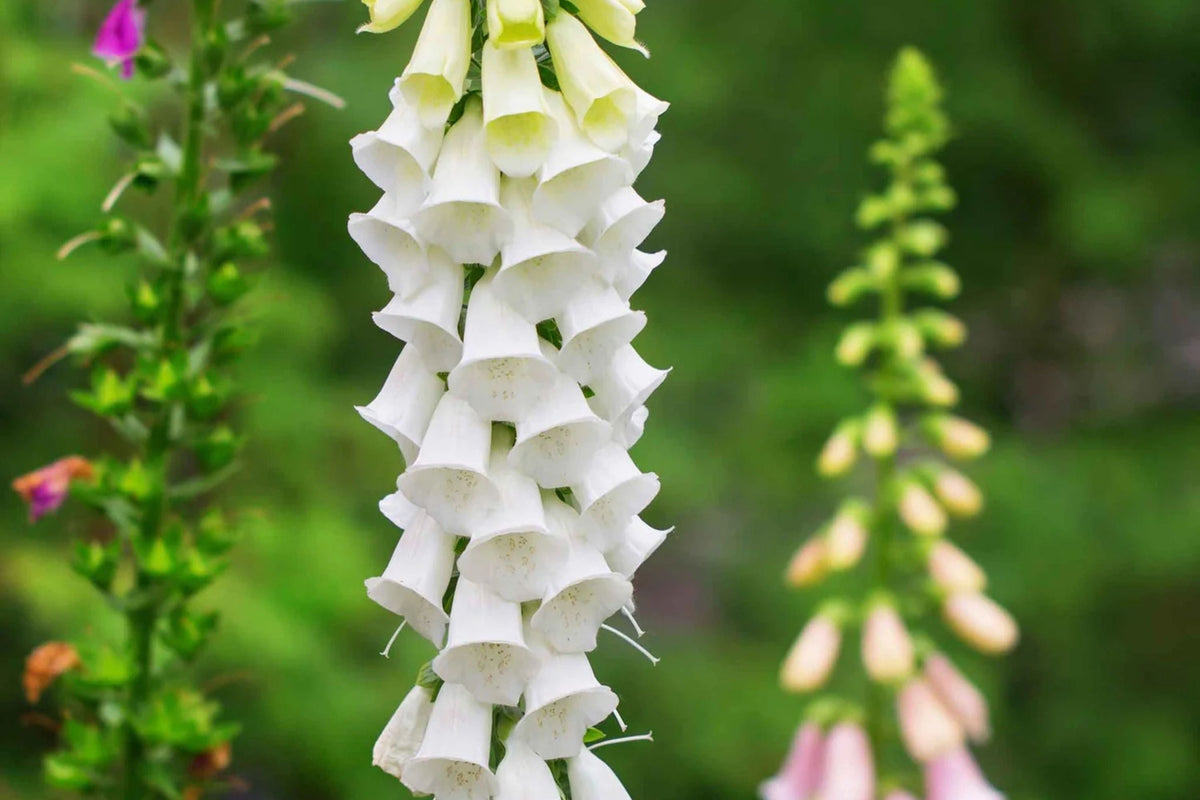 Alba Foxglove Seeds | White Blooming Digitalis purpurea | Pollinator-Friendly, Tall Flower Spikes, Heirloom, Non-GMO