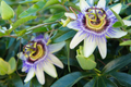 Purple Passion Fruit Seeds - Passiflora Edulis Vine, Non-GMO, Tropical Fruit & Flower Seeds