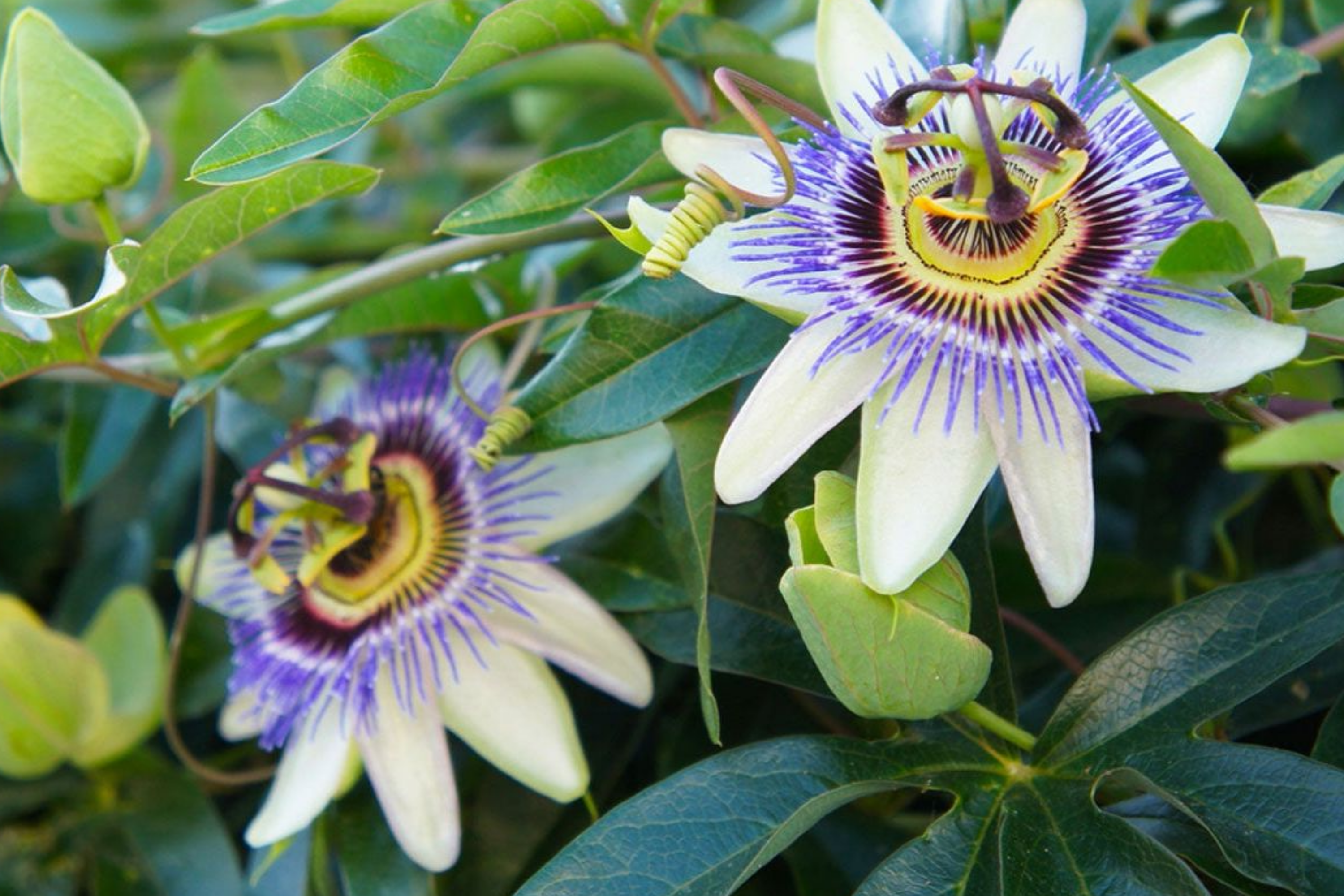 Purple Passion Fruit Seeds - Passiflora Edulis Vine, Non-GMO, Tropical Fruit & Flower Seeds