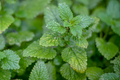 Lemon Balm Seeds - Melissa officinalis - Non-GMO Herb for Tea & Cooking - 500mg Pack