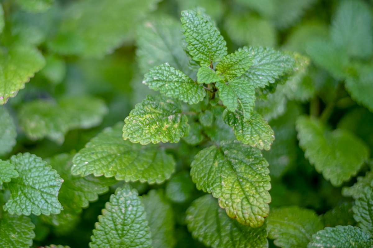 Lemon Balm Seeds - Melissa officinalis - Non-GMO Herb for Tea & Cooking - 500mg Pack