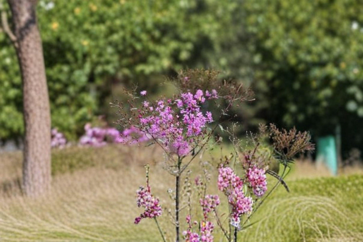Vernonia Angustifolia Tall Ironweed Seeds – Native Perennial Prairie Wildflower Seeds for Pollinator Gardens