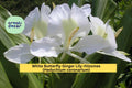 White Butterfly Ginger Lily Rhizomes Set of 2 – Fragrant Perennial Hedychium coronarium for Gardens & Containers