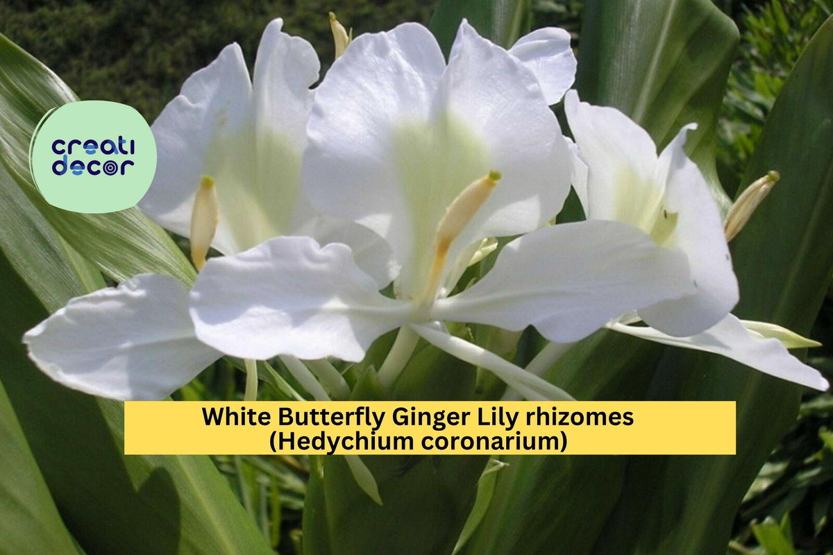 White Butterfly Ginger Lily Rhizomes Set of 2 – Fragrant Perennial Hedychium coronarium for Gardens & Containers