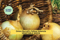 3-Pack Heirloom Onion Seeds – Burrell's Yellow Valencia Allium cepa for Salads & Summer Harvests