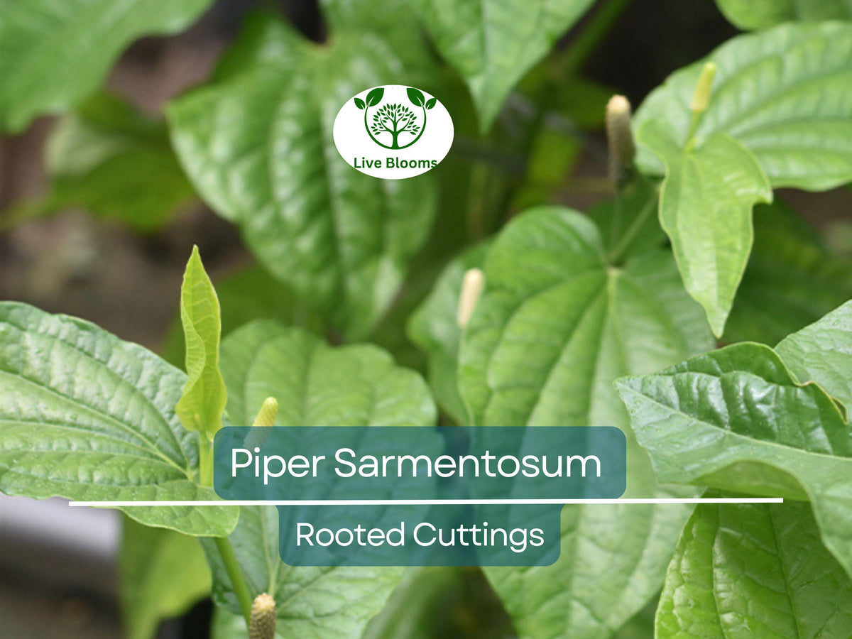 12 Piper Sarmentosum Bareroot Cuttings – Wild Betel Leaf Thai Herb, Edible Aromatic Plant for Gardening and Culinary Use