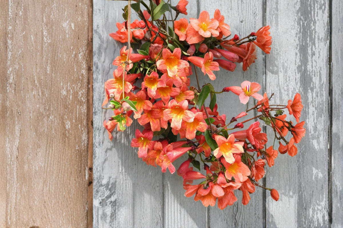 Tangerine Beauty Crossvine Plant | Climbing Vine with Orange Trumpet Flowers | Bignonia capreolata Rooted Starter