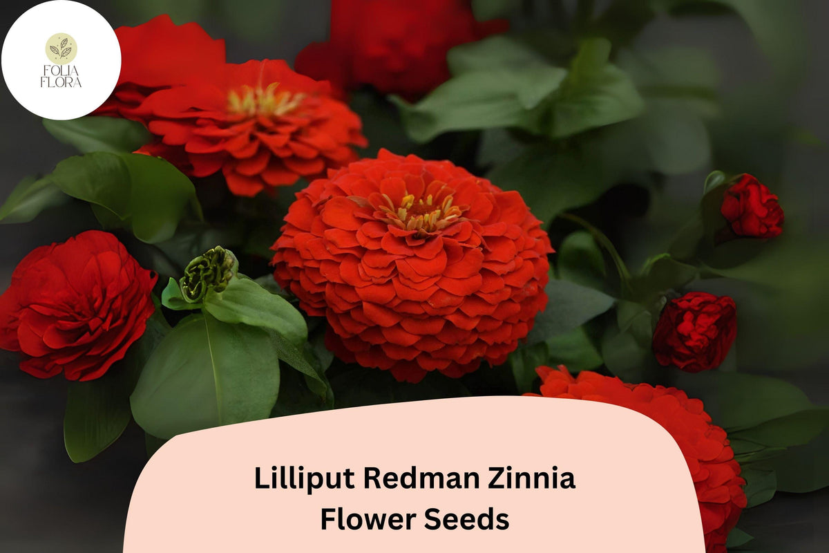 100+ Lilliput Redman Zinnia Seeds, Compact Heirloom Annual Flowers, Red-Orange Blooms, Pollinator-Friendly, Easy to Grow