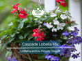 100 Cascade Lobelia Seeds Mix - Trailing Perennial Flowers in Blue, Pink, Purple & White - Lobelia erinus for Hanging Baskets & Garden