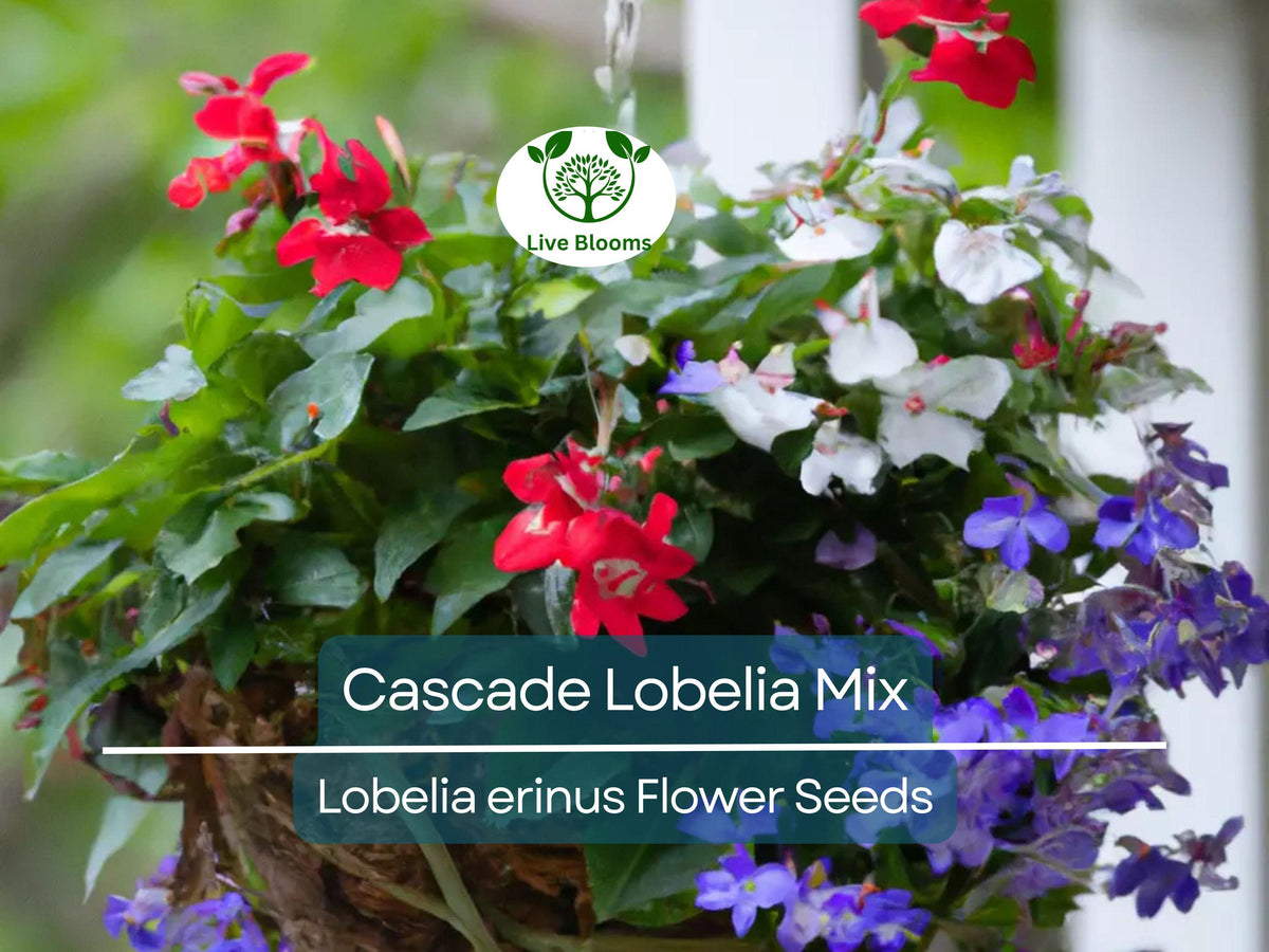 100 Cascade Lobelia Seeds Mix - Trailing Perennial Flowers in Blue, Pink, Purple & White - Lobelia erinus for Hanging Baskets & Garden