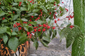 Winterberry Holly Seeds – Ilex verticillata Native Shrub with Bright Red Berries, Deciduous, 25 Seeds