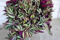 Tradescantia Zebrina Cuttings 5 Pack - Wandering Jew Plant, Purple Foliage, Easy Care Houseplant, Fast Rooting, Indoor Vines