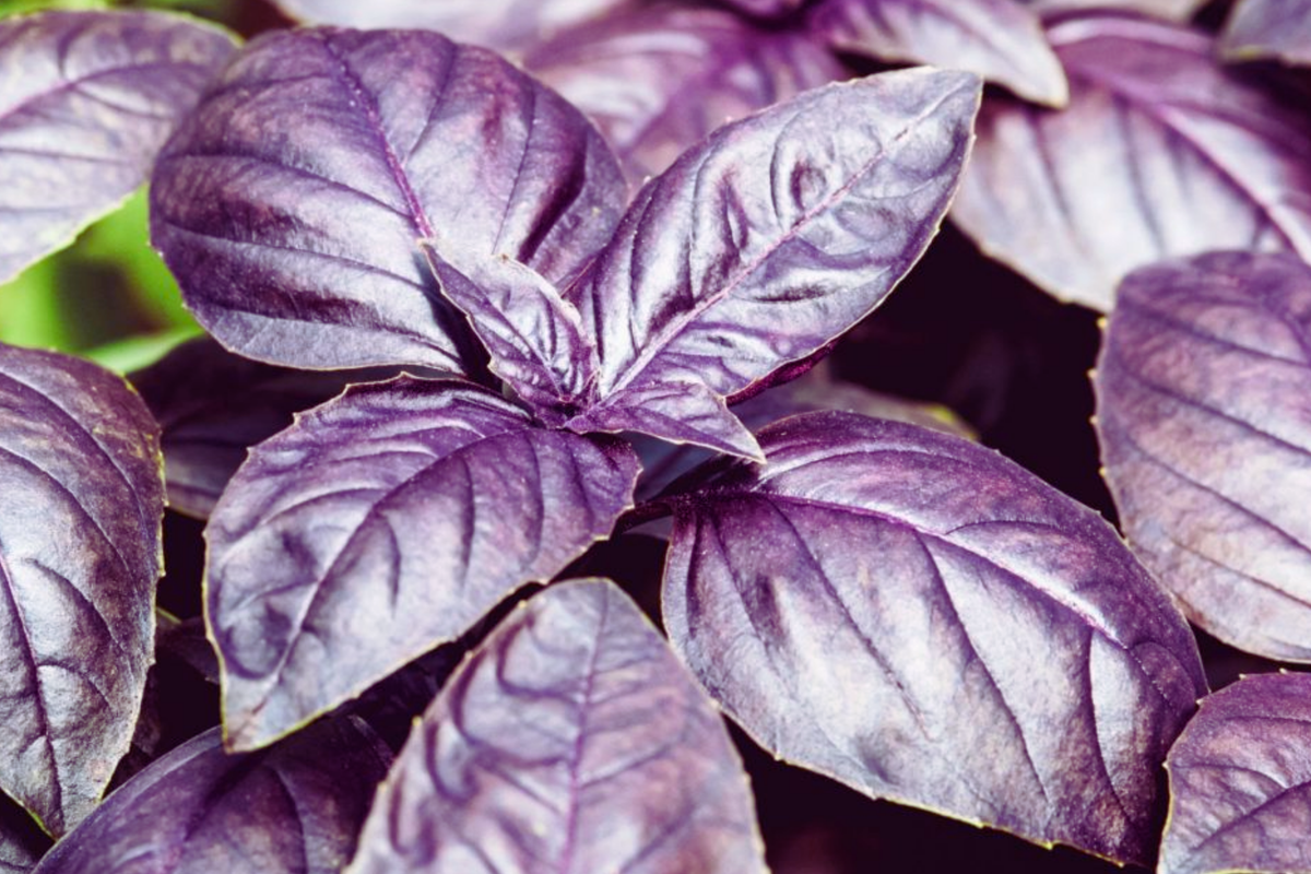 Dark Purple Opal Basil Seeds, Non-GMO, Compact Growth, Ocimum basilicum var. purpurascens