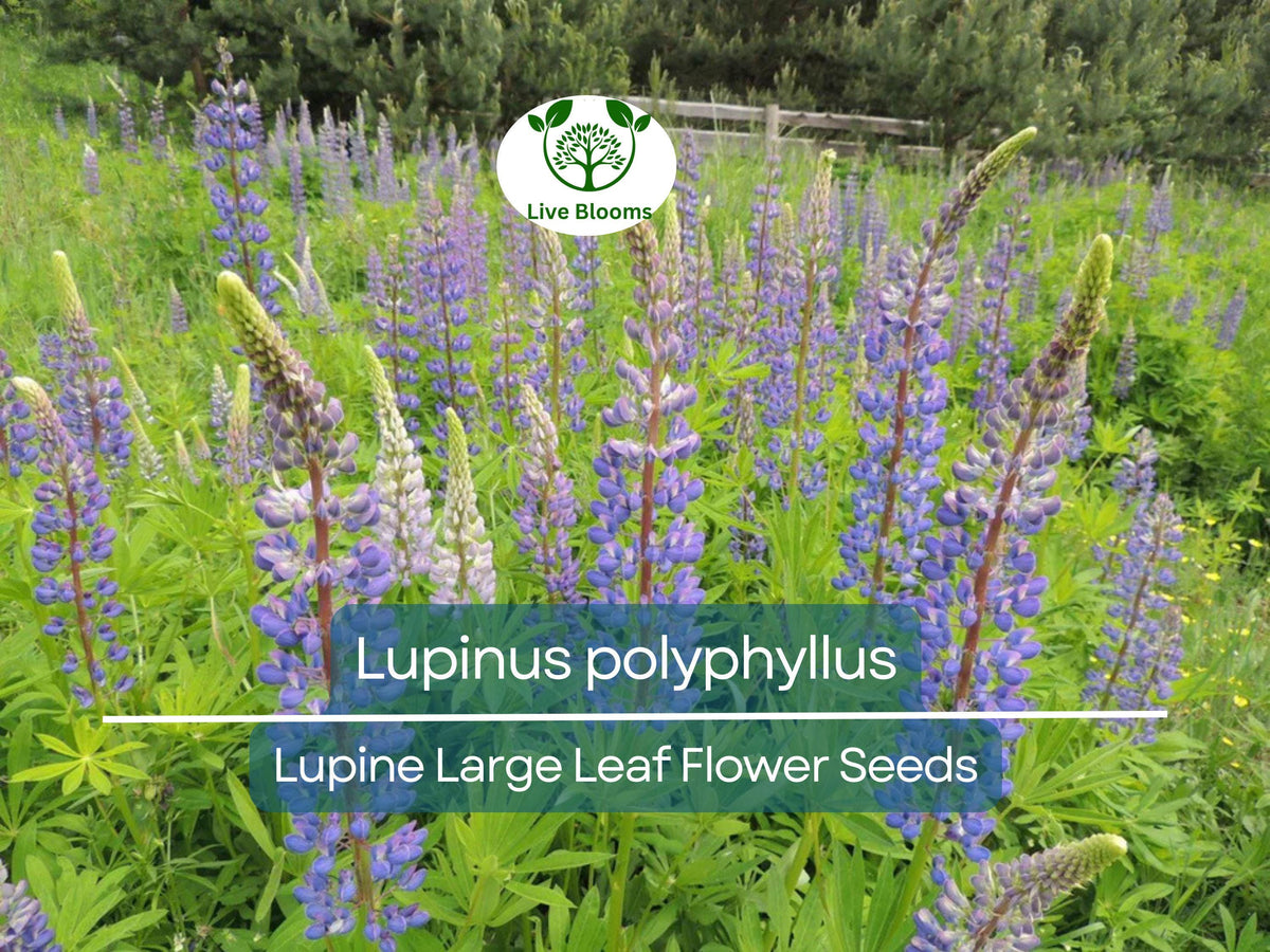 20 Seeds Lupine Large Leaf – Perennial Flower, Blue & Purple Blooms, Lupinus polyphyllus, Easy to Grow Garden Seeds